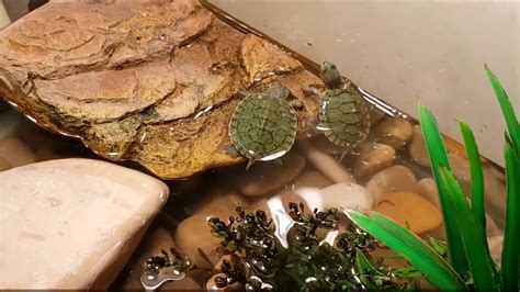 baby turtle tank